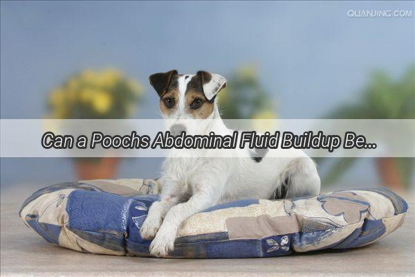 Can a Poochs Abdominal Fluid Buildup Be Treated Discover the Truth Behind Your Furry Friends Condition